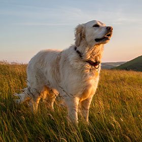 a golden retriever standing in a long grassy field at sunset