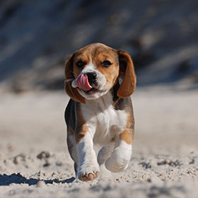 a beagle puppy running along a beach with its tongue out