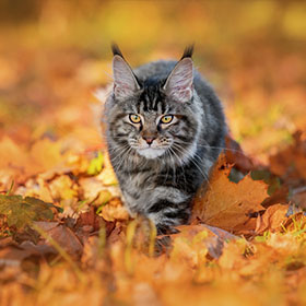 a long haired tabby cat prowling through fallen Autumn leaves