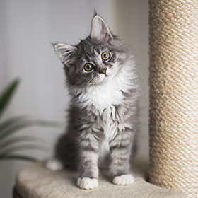 a maine coon kitten sat indoors on a cat tree next to a scratching post