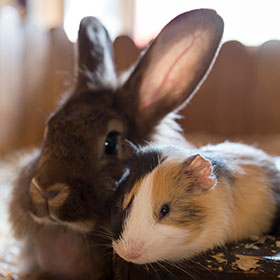 a rabbit and guinea pig huddled together in an indoor enclosure
