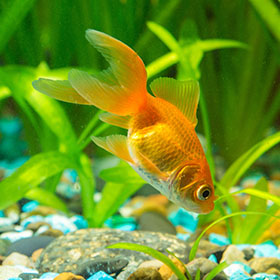 a gold fish floating at the bottom of a fish tank with plants in the background