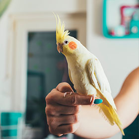a cockatiel perched on their owner's index finger in a house