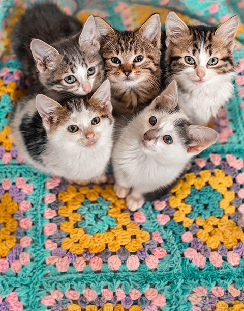 five kittens huddled together on a colourful blanket