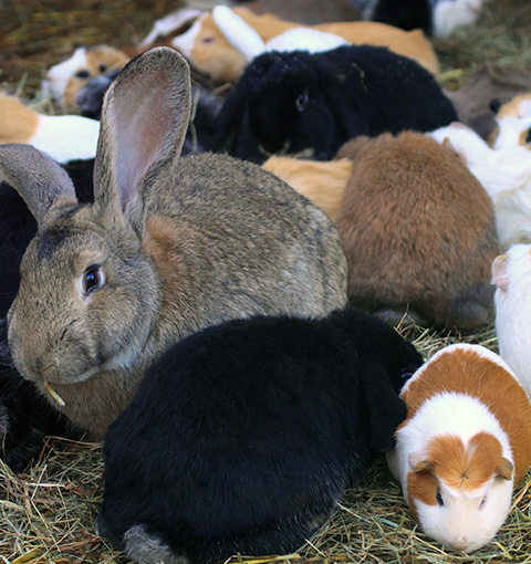 a group of rabbits and guinea pigs huddled together within an enclosure