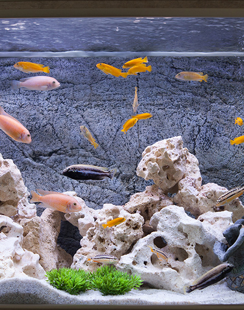a group of cichlids in an aquarium