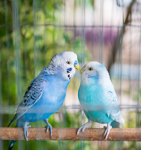 a pair of blue wavy parrots inside a cage together