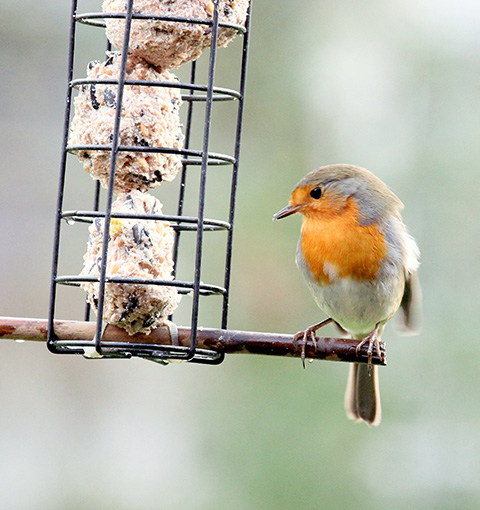 a robin sitting on a fat ball bird feeder
