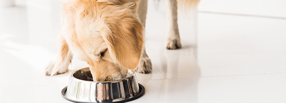 a Labrador eating food out of a metal bowl