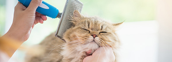 a person using a brush to groom a happy Persian cat