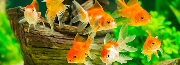 a group of goldfish in an aquarium with plants and a boat ornament in the background