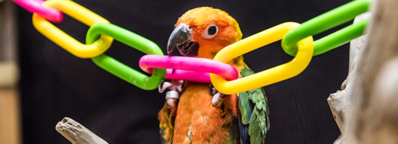 a parrot playing on a plastic chain