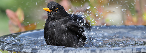 a blackbird washing itself in a birdbath
