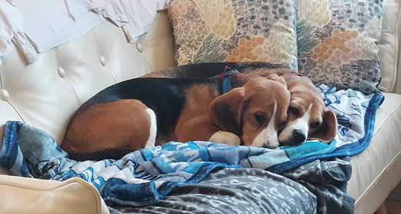 beagles Bessie and Bruce, pets of Coleshill Pet Supplies founders, cuddles together on a sofa