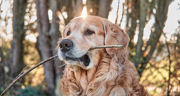 a golden retriever holding a stick in their mouth in the woods