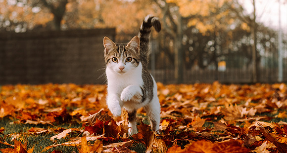 a cat running through a a garden of fallen leaves