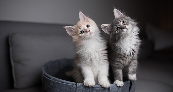 two kittens standing in a basket with their heads tilted