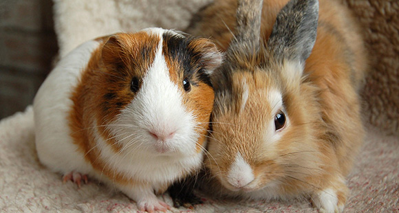 a guinea pig and rabbit huddled together on a chair