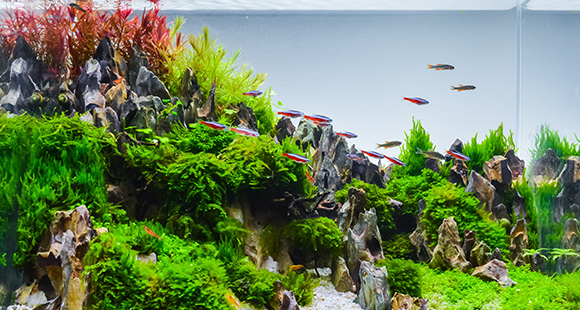 a fish tank with natural landscapes and tetras swimming about 