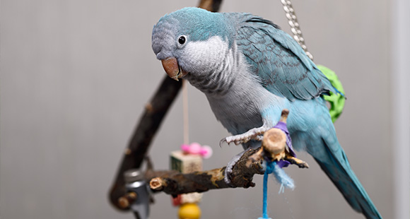 a Blue Quaker Parrot pet bird perched on a branch with toys attached