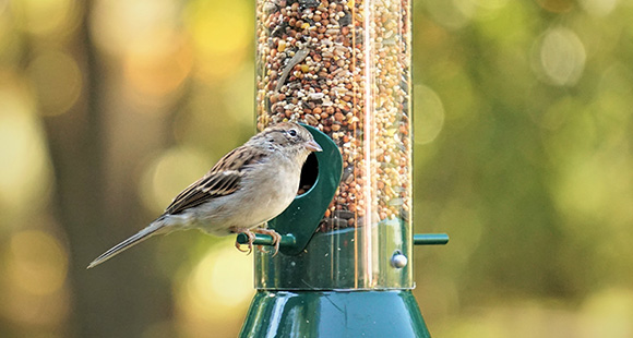 a house sparrow feeding on seeds from a bird feeder