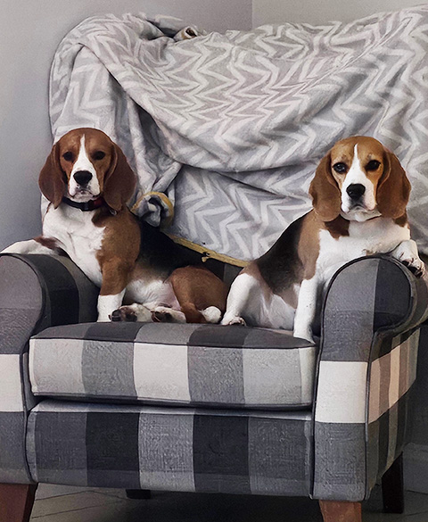 beagles Bessie and Bruce sat together on an arm chair