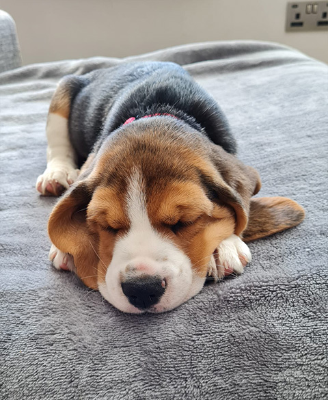 Bruce the beagle as a puppy sitting on a blanketed bed sleeping
